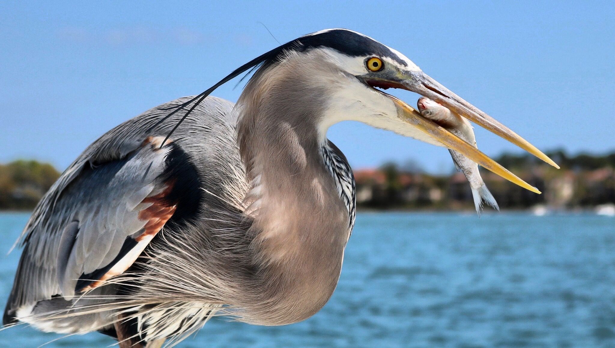 Great blue heron with a fish on Hilton Head waters