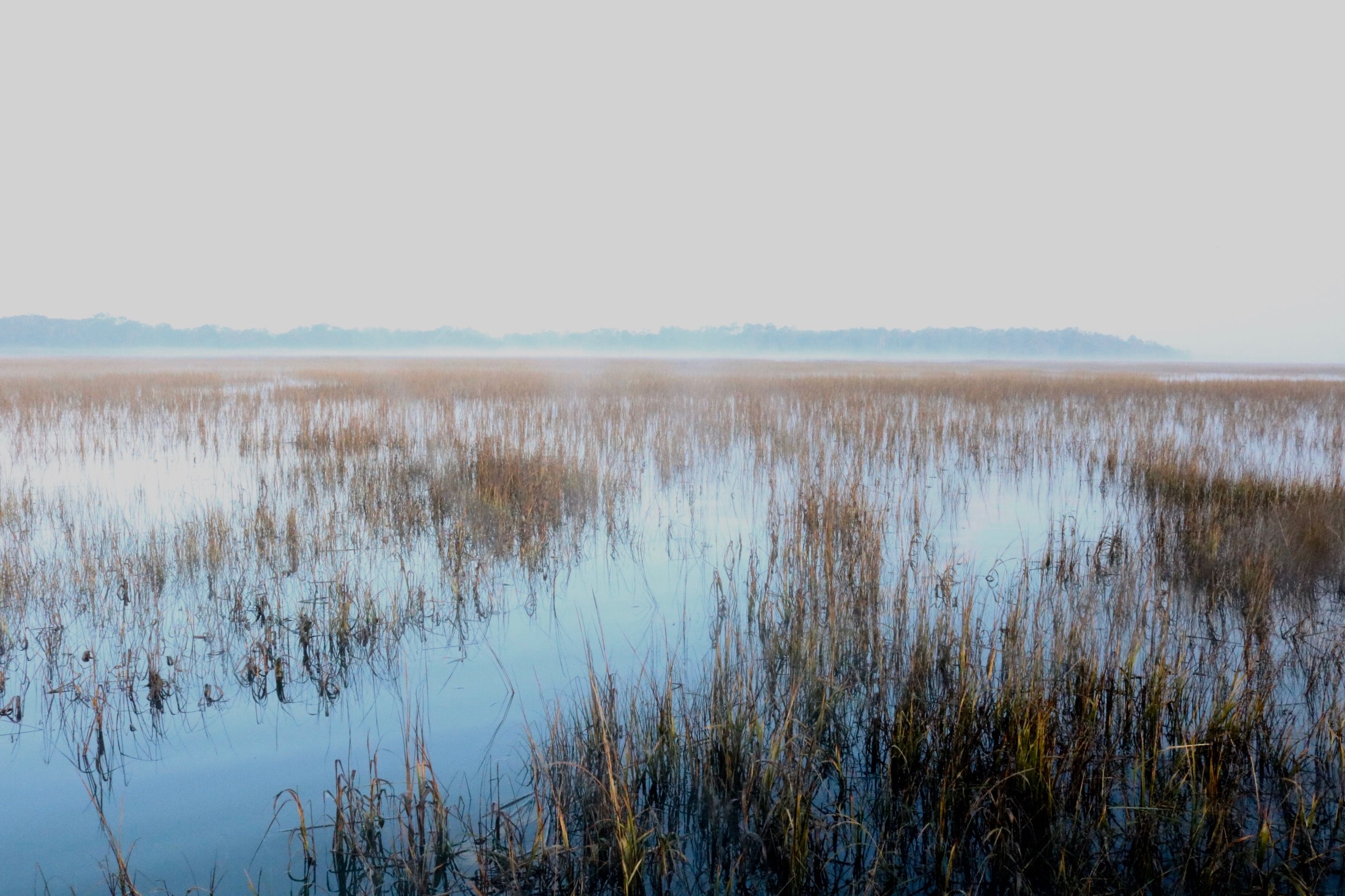 Salt marsh grass and still water near Hilton Head Island