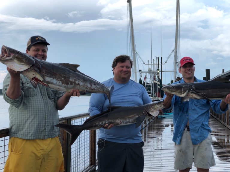 Three anglers holding cobia on the dock